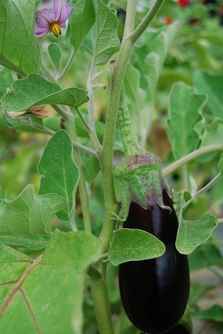 Braisée, en gratin ou crue, découvrez comment cuisiner l'endive avec nos  recettes qui mettent à l'honneur ce légume typique du nord